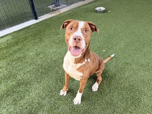 BENTLY - Pit Bull Terrier available for adoption