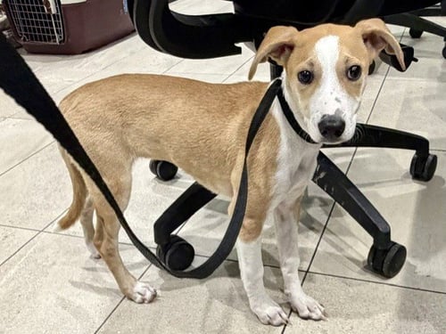 BIRDY - Whippet available for adoption