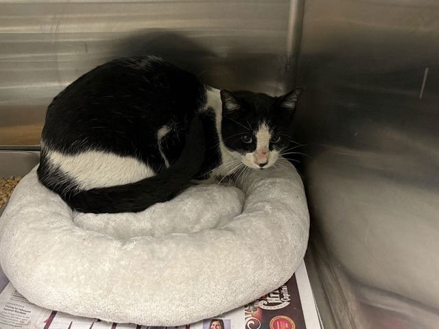 OREO - Domestic Short Hair available for adoption