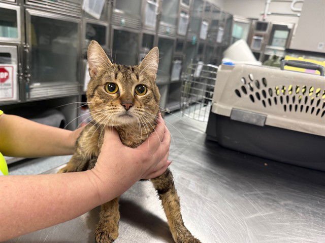 O' MALLY - Domestic Short Hair available for adoption