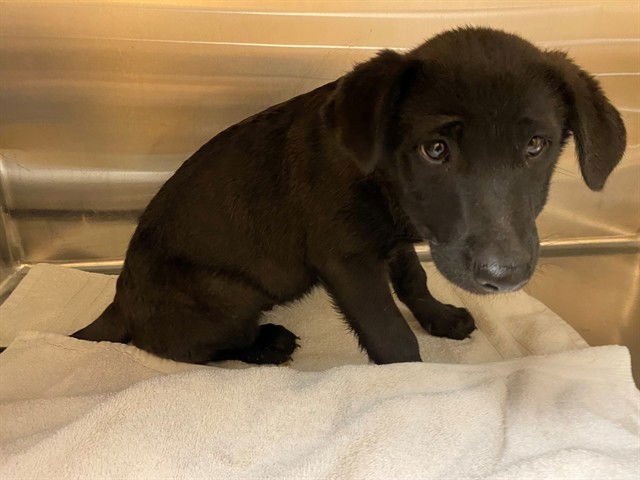 EVA - Labrador Retriever available for adoption