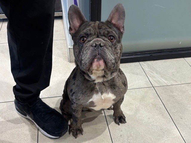 CHICHARRON - French Bulldog available for adoption