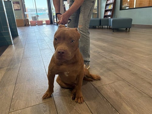 RAWLEY - Pit Bull Terrier available for adoption