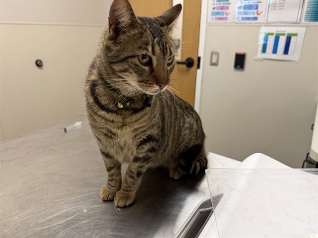 SILLY - Domestic Short Hair available for adoption