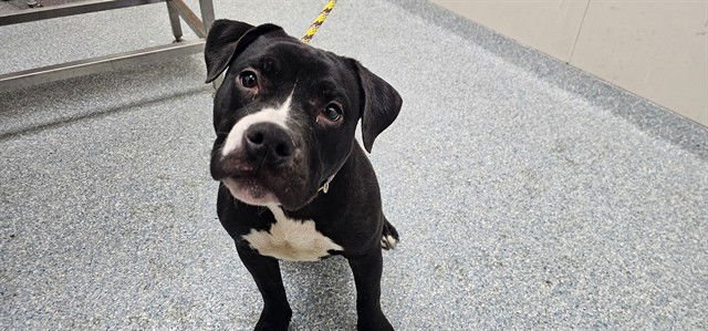 QUEEN - Pit Bull Terrier available for adoption