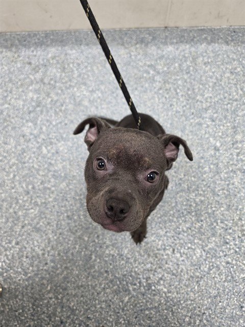 ARABELLA Image