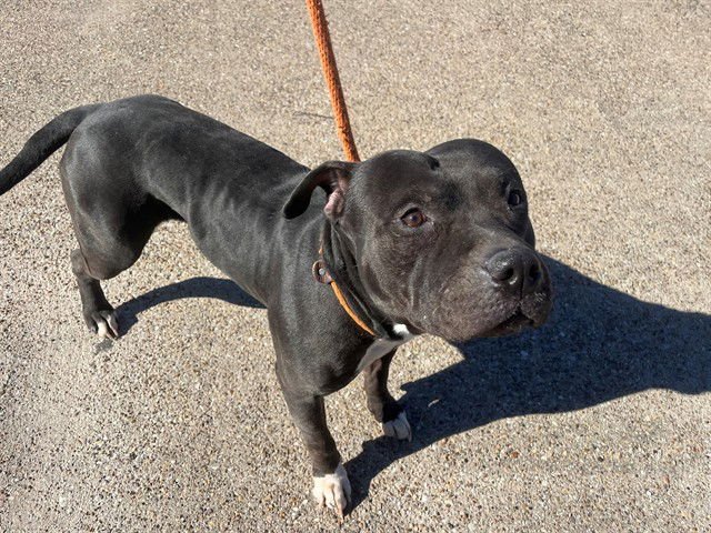 TYSON - Pit Bull Terrier available for adoption