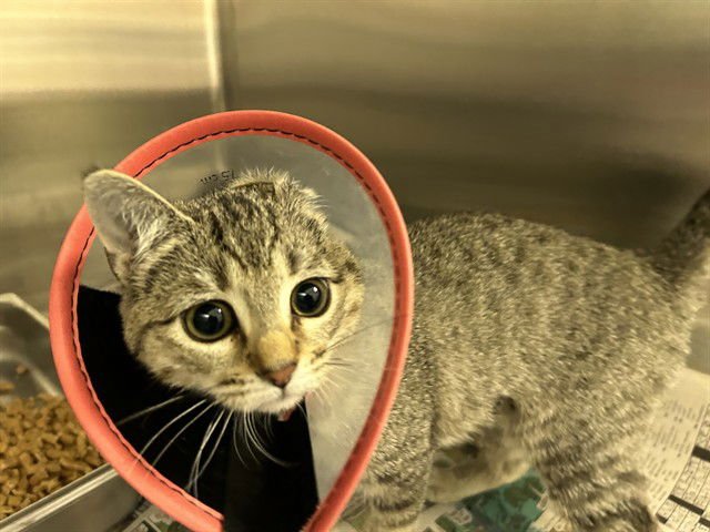 GATITA - Domestic Short Hair available for adoption