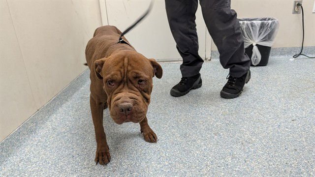 CARBONARA - Chinese Shar-Pei available for adoption