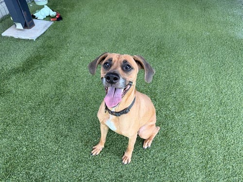 LUNA - Black Mouth Cur available for adoption