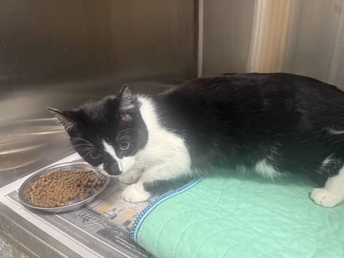 PURRRPLE - Domestic Short Hair available for adoption