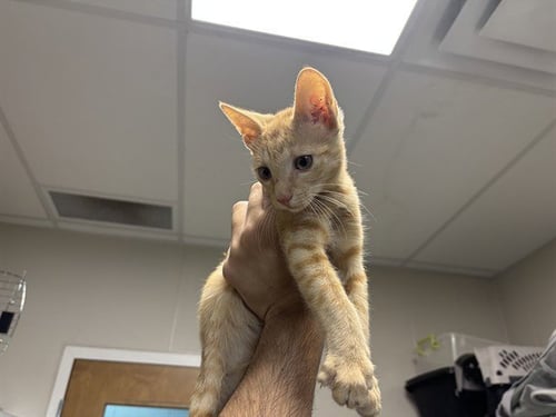GATO - Domestic Short Hair available for adoption