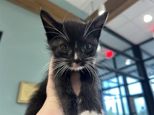 ENTEI - Domestic Short Hair available for adoption