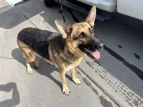 SAILOR MARS - German Shepherd Dog available for adoption