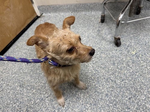 BAGEL - Dachshund / Poodle (Toy) available for adoption