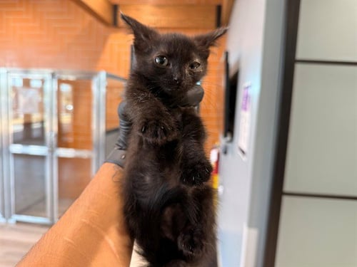 BEEP BEEP - Domestic Short Hair available for adoption