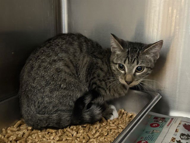 MAX MAYFLIELD - Domestic Short Hair available for adoption