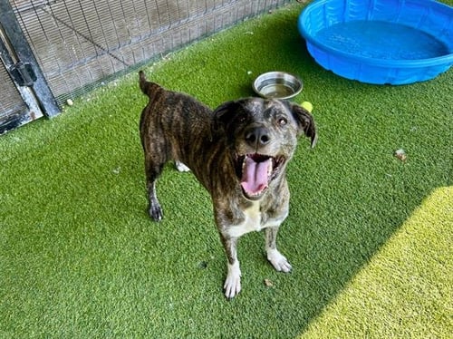 BELLA - Plott Hound available for adoption