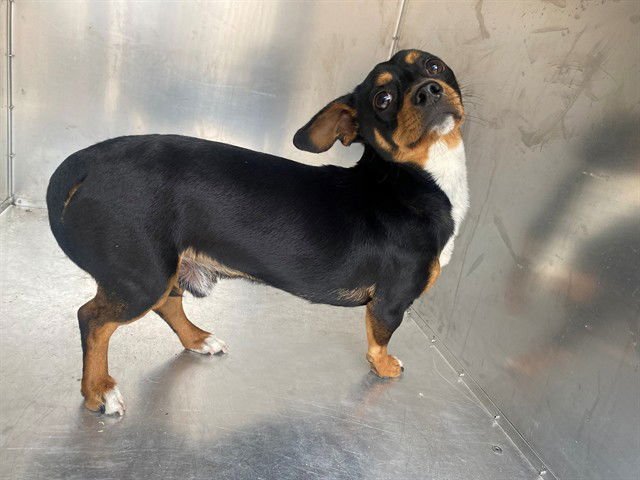 WILLY - Dachshund available for adoption