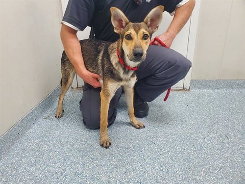 ZEON - German Shepherd Dog available for adoption