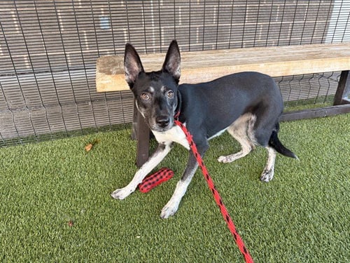 BENNIE - Siberian Husky available for adoption