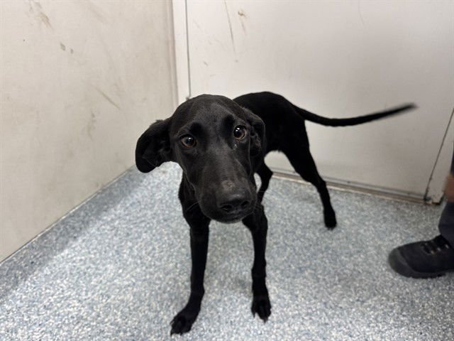 APPLE - Belgian Shepherd Malinois available for adoption