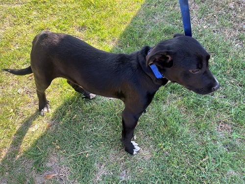 FERNANDO - Labrador Retriever available for adoption