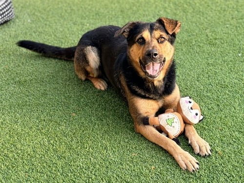 NIKA - German Shepherd Dog available for adoption