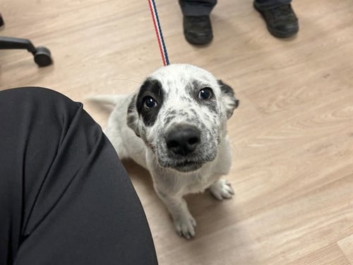 DOMINO - Labrador Retriever available for adoption