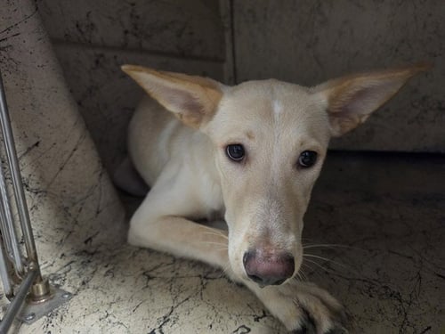 BEANS - German Shepherd Dog available for adoption