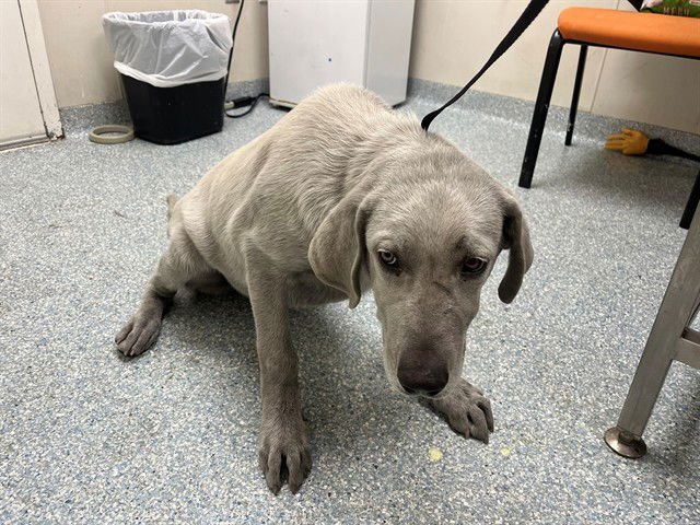 CARTER - Labrador Retriever available for adoption