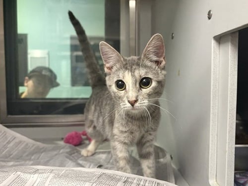 BAM - Domestic Short Hair available for adoption