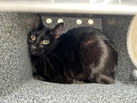 SHEBA - Photo 1