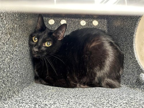 SHEBA - Domestic Short Hair available for adoption