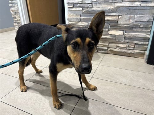 PRINCESS - German Shepherd Dog available for adoption