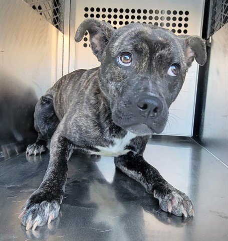 SOLEDAD - Labrador Retriever / Pit Bull Terrier available for adoption