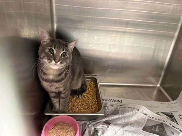 ASH - Domestic Short Hair available for adoption