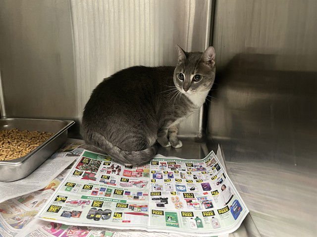 MARMELADA - Domestic Short Hair available for adoption