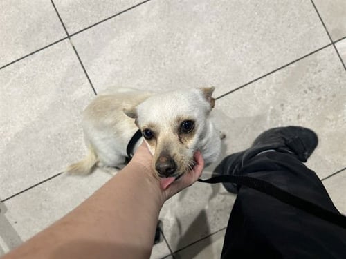 ENCHILADA - Chihuahua available for adoption