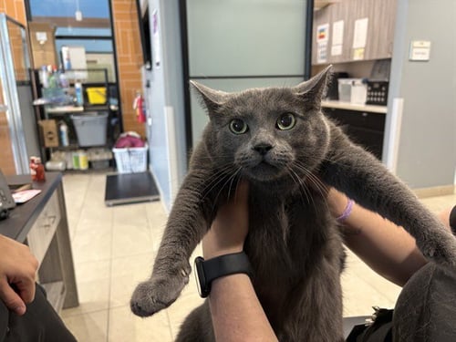 POOH POOH - Russian Blue for adoption in Garland