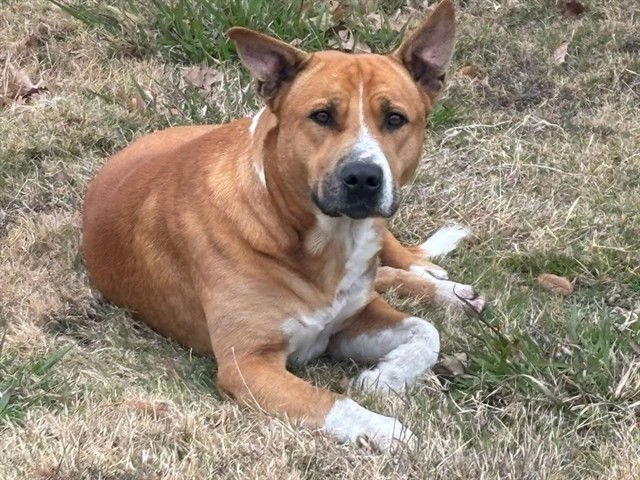 PROFF. SKITTLES - Pit Bull Terrier available for adoption