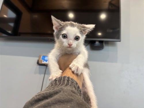 THING 2 - Domestic Short Hair available for adoption