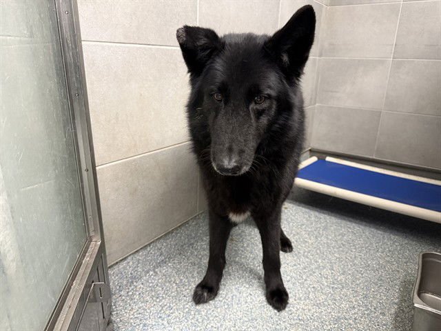 ALDO - German Shepherd Dog available for adoption