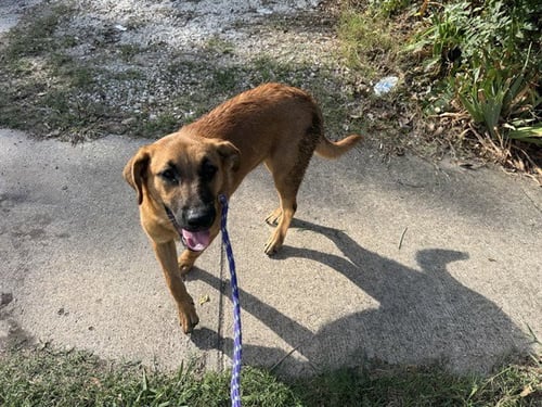 SABRINA - German Shepherd Dog / Golden Retriever available for adoption