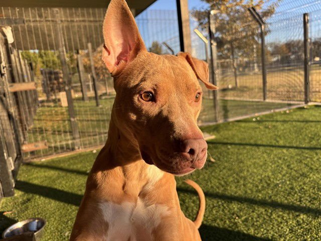 ROSCO - Pit Bull Terrier available for adoption