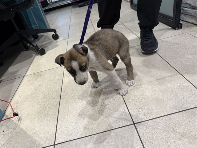 GARLAND - Siberian Husky / Pit Bull Terrier available for adoption