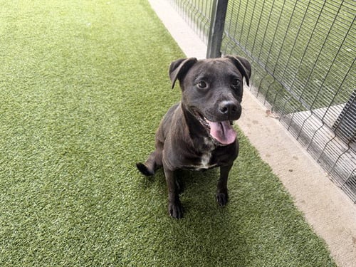HAZEL - Labrador Retriever available for adoption