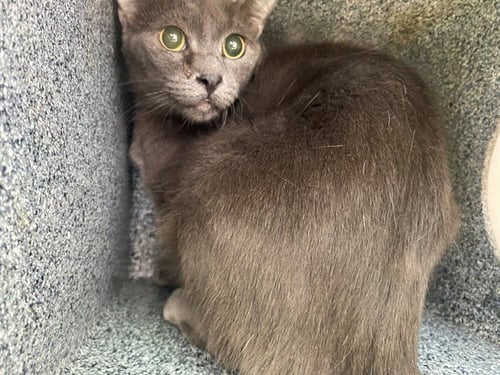 GRAYSON - Domestic Short Hair for adoption in Garland