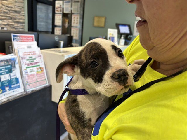 MISSY - Pit Bull Terrier available for adoption