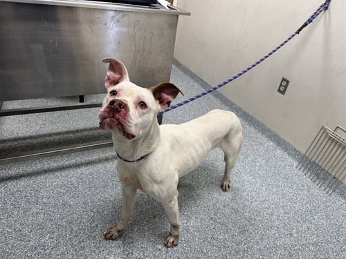 HONEYSUCKLE - Pit Bull Terrier available for adoption